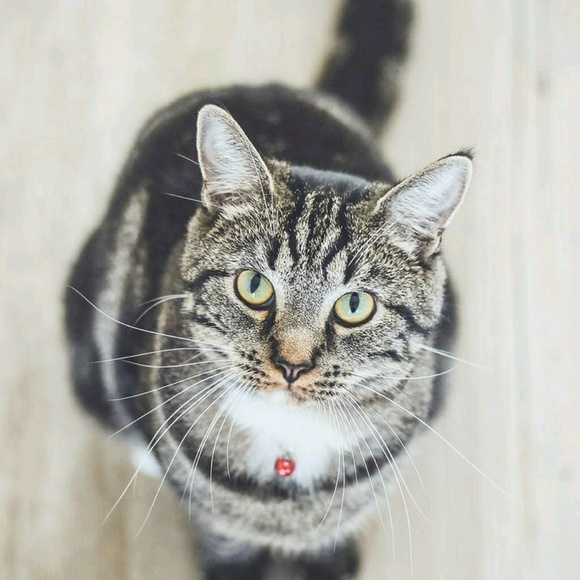 Meet your Posher, Alexi - Picture 1 of 1